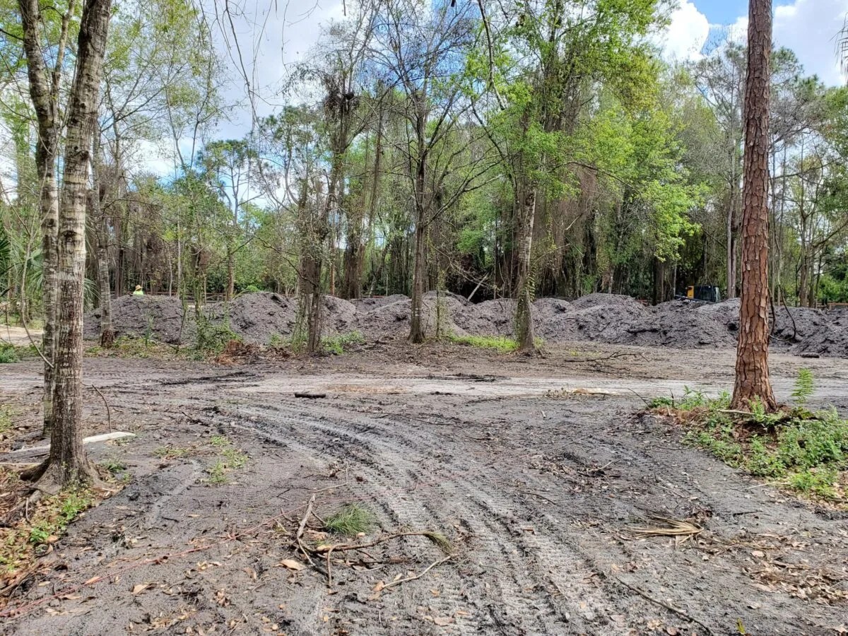 Cleared lot among pines