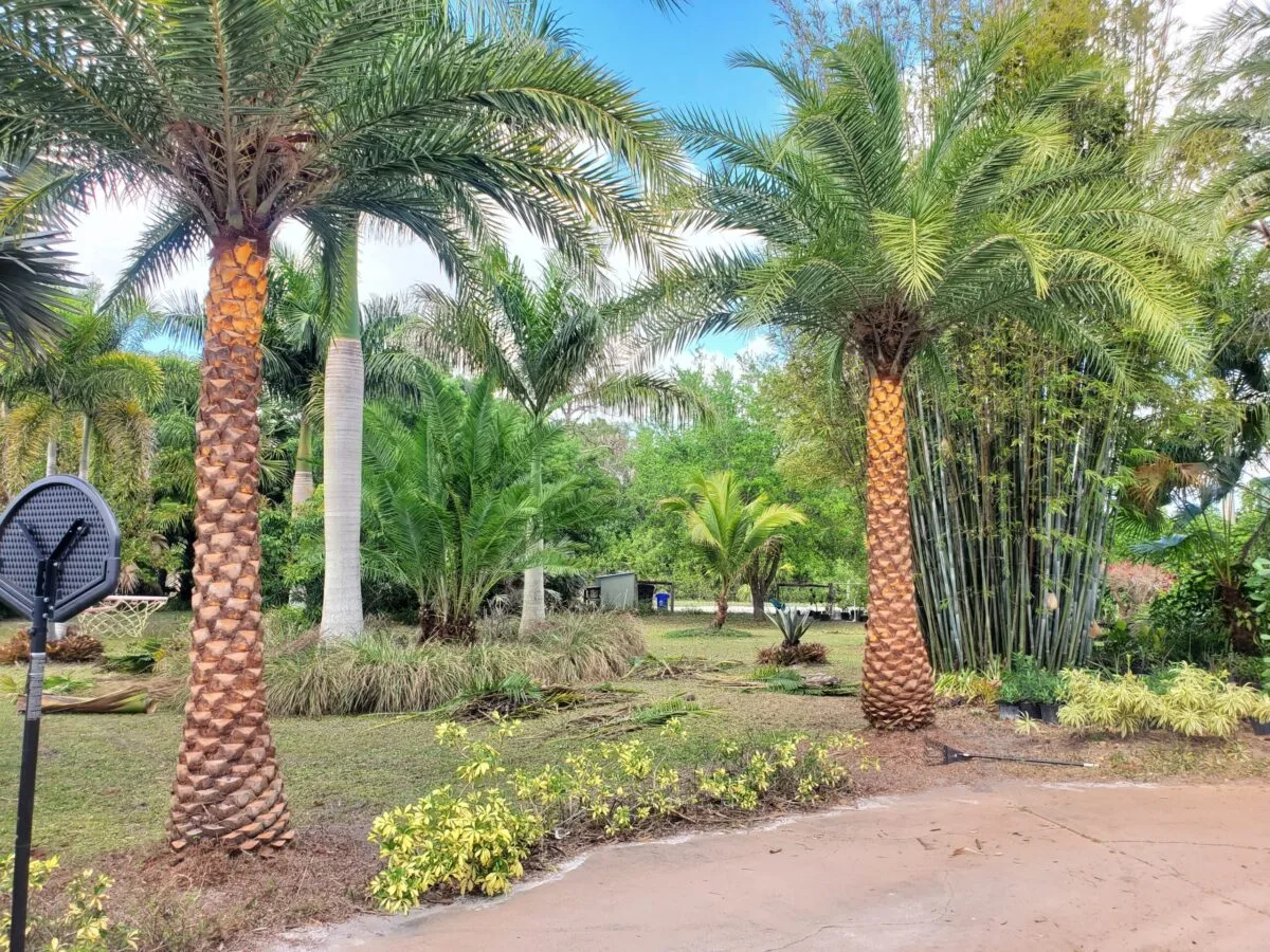 Trimmed palms along a landscaped drive